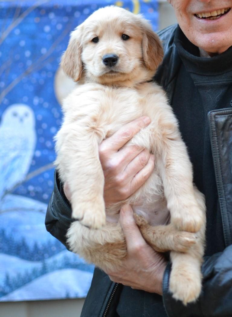 Enlarge Cooper, an adopted Golden Retriever in White Plains, NY image 4/5