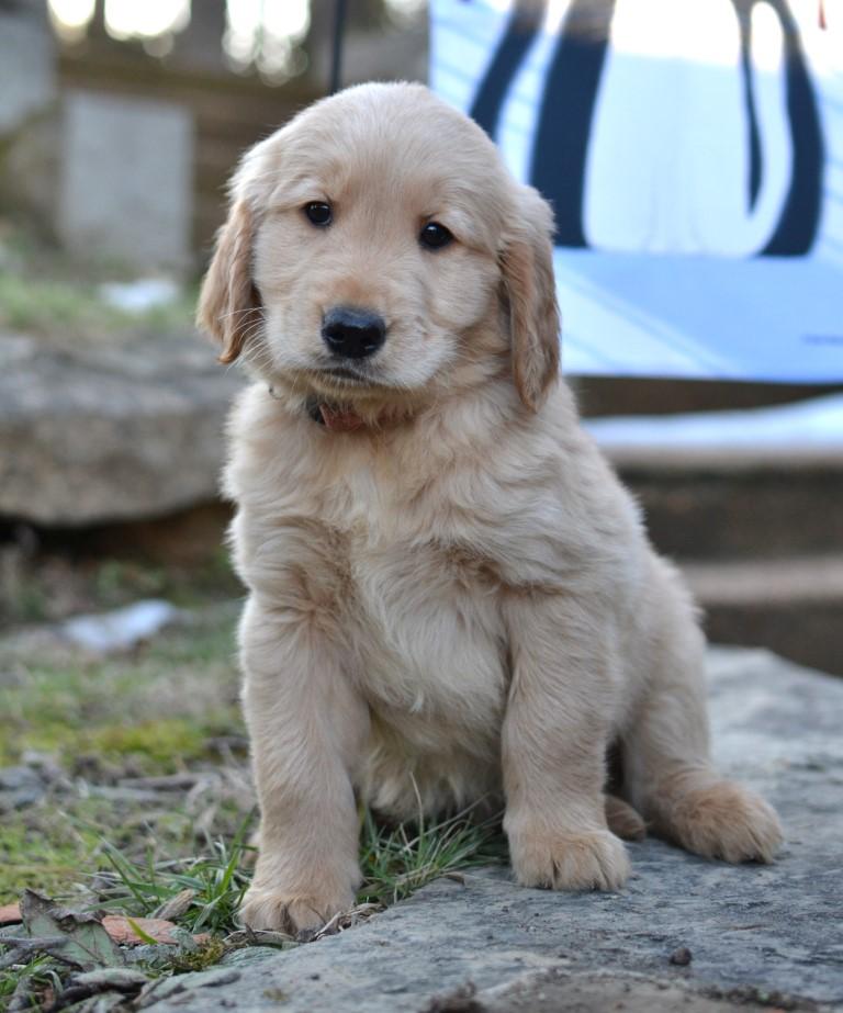 Enlarge Cooper, an adopted Golden Retriever in White Plains, NY image 3/5