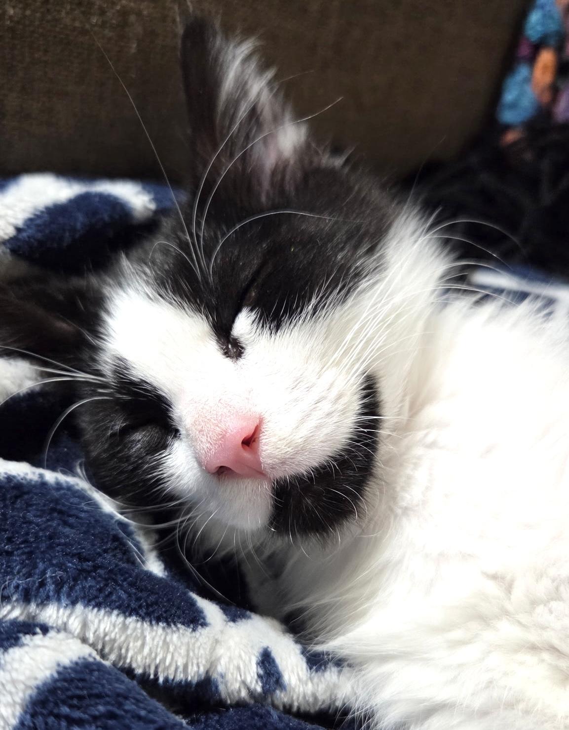 Enlarge Pebble, an adopted Domestic Short Hair in Lynnwood, WA image 2/3