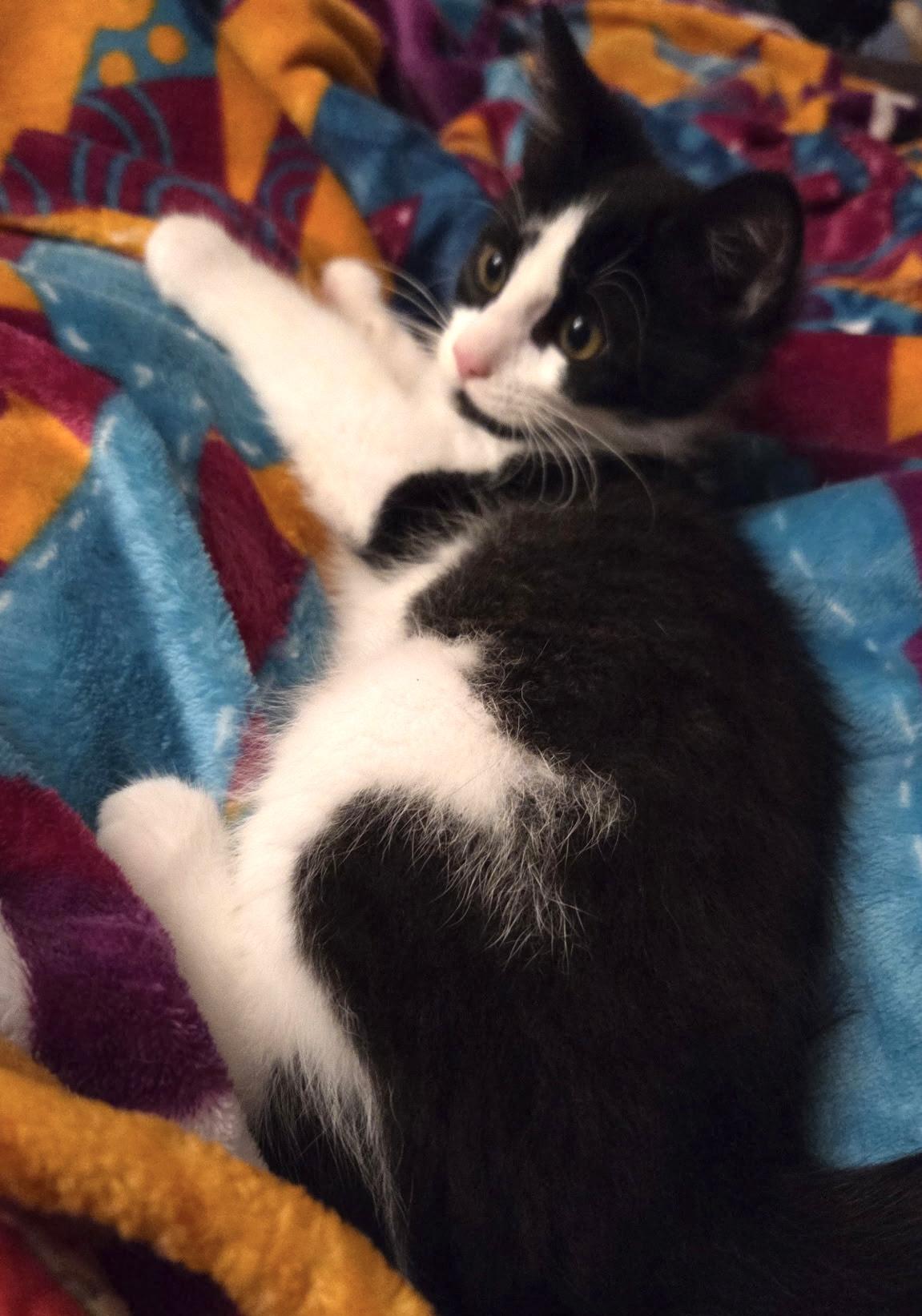 Enlarge Pebble, an adopted Domestic Short Hair in Lynnwood, WA image 3/3