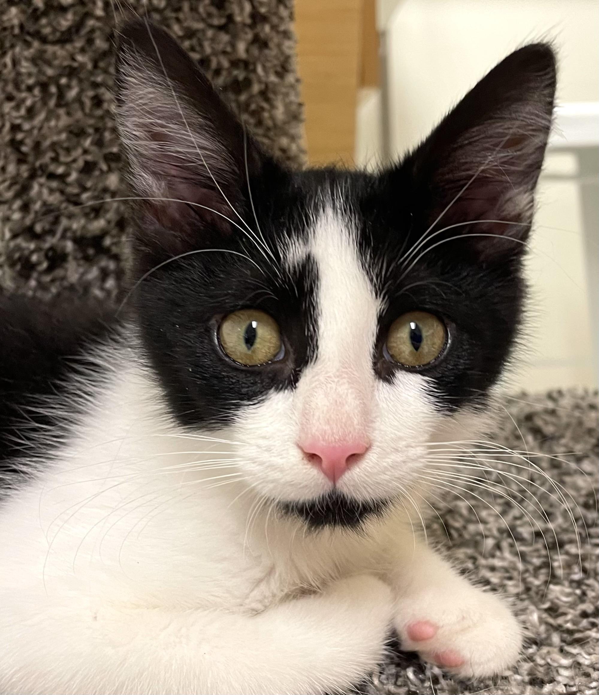 Pebble, adopted, Kitten Male Domestic Short Hair.