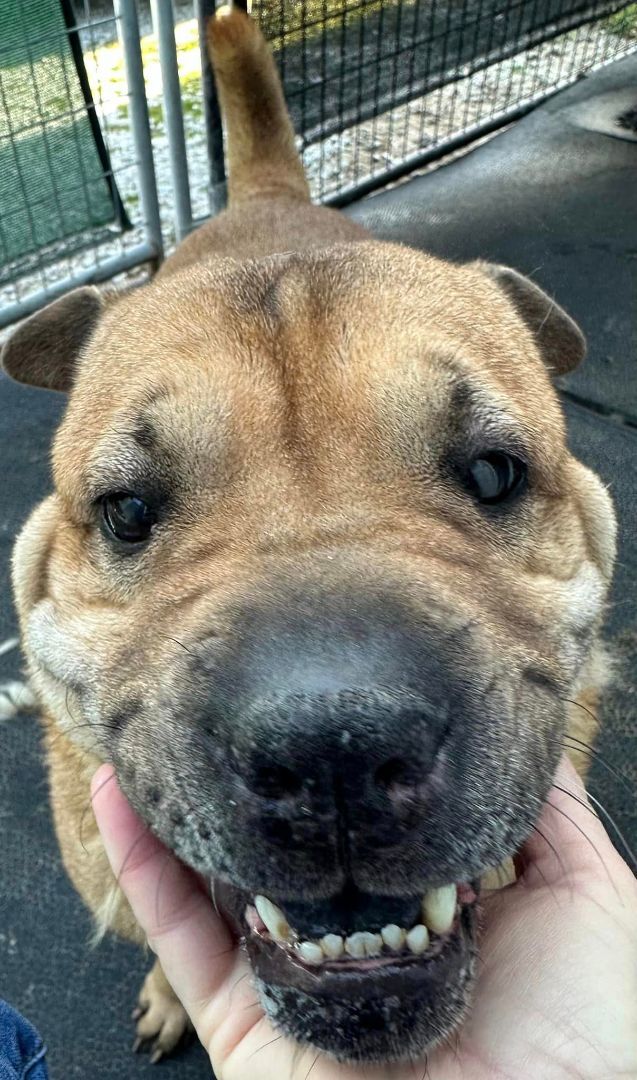 Dog for adoption Bonnie, a SharPei Mix in Hoopeston, IL Petfinder