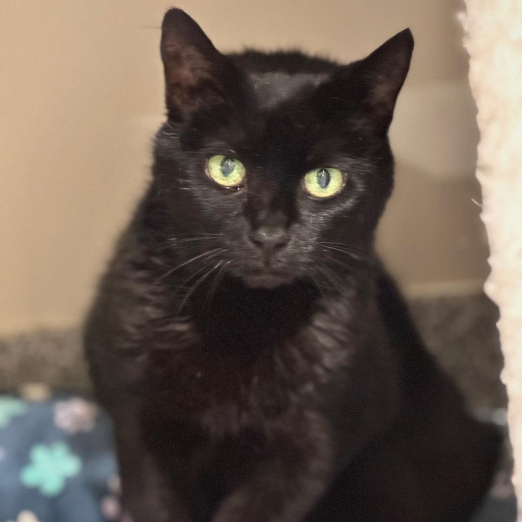 Baroness — thumbnail 2