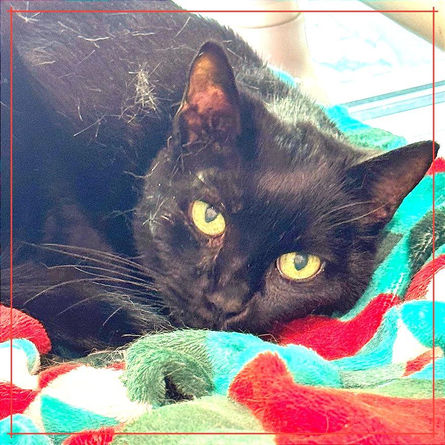 Baroness — thumbnail 3