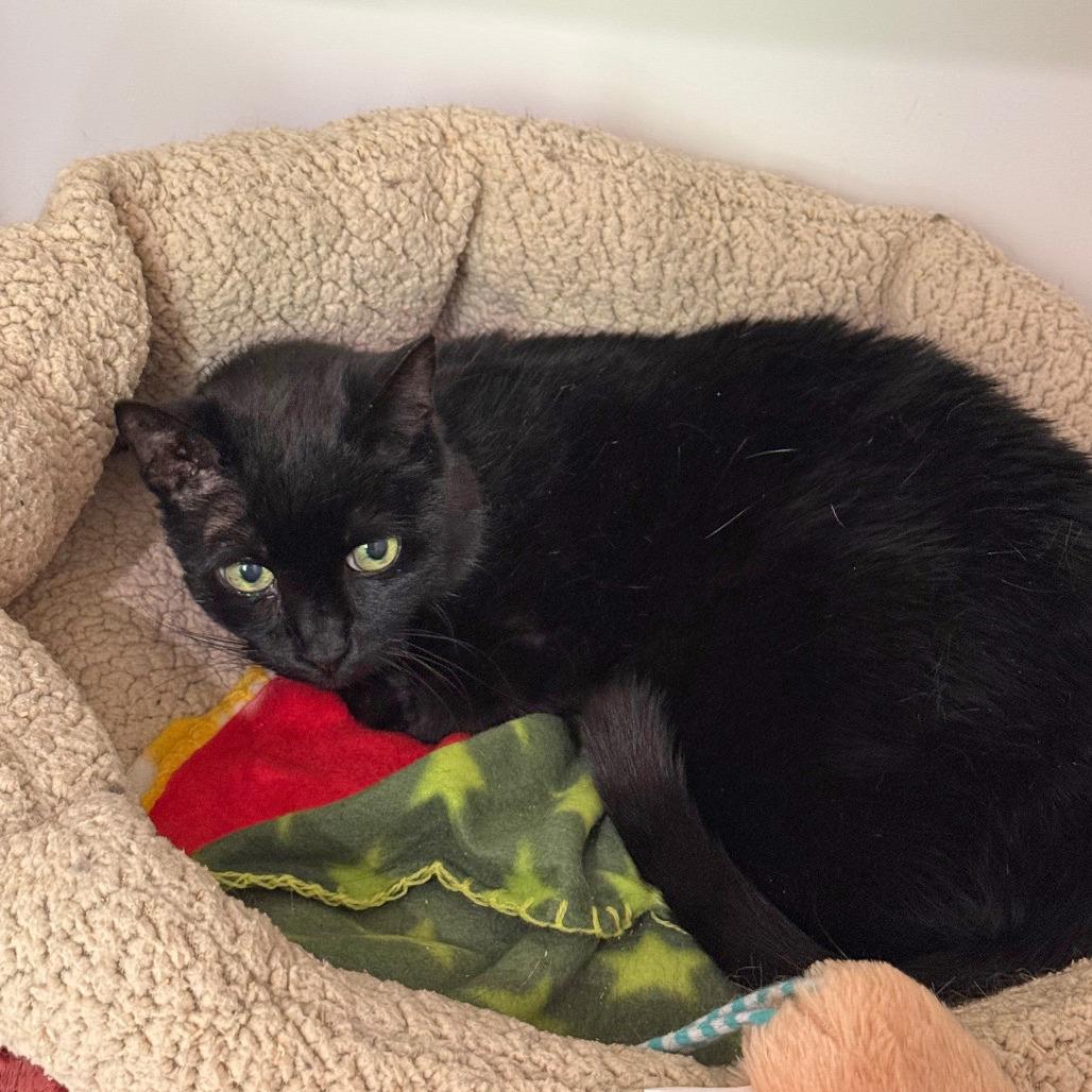 Baroness — thumbnail 4