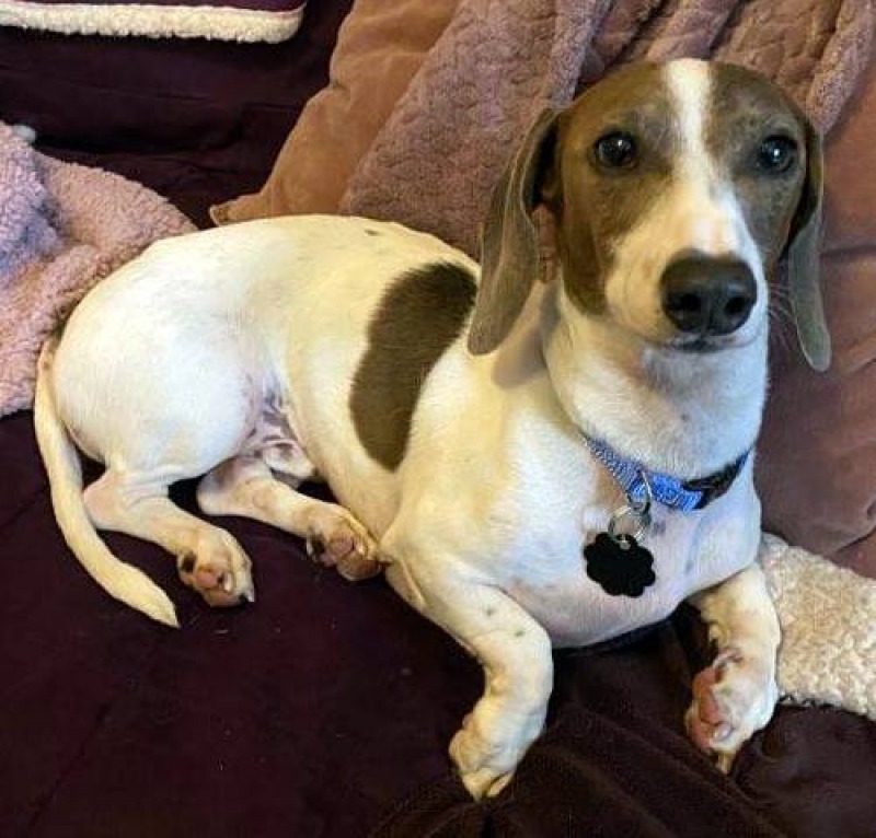 Boo (MD), Adoptable, Senior Male Dachshund.