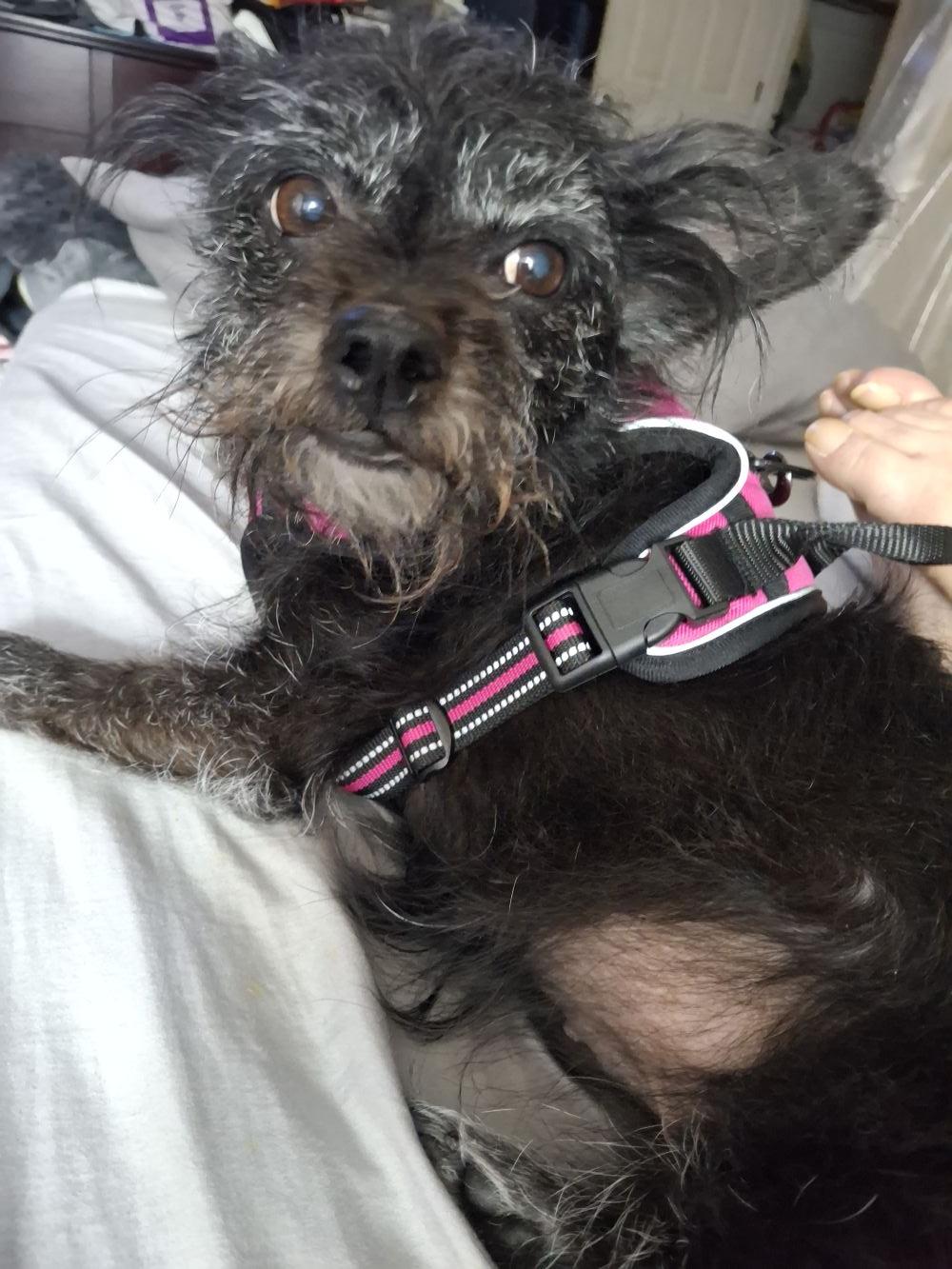 Enlarge Raven, a Adoptable mixed breed in Philadelphia, PA image 3/3