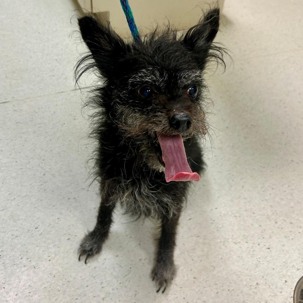 Raven, Adoptable, Senior Female Chihuahua.