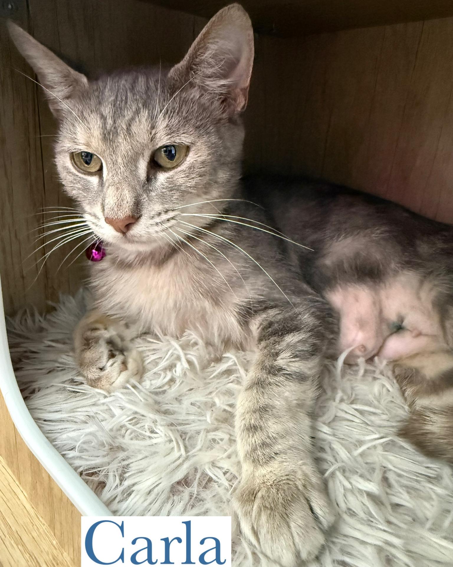 Carla, Adoptable, Adult Female Domestic Short Hair.