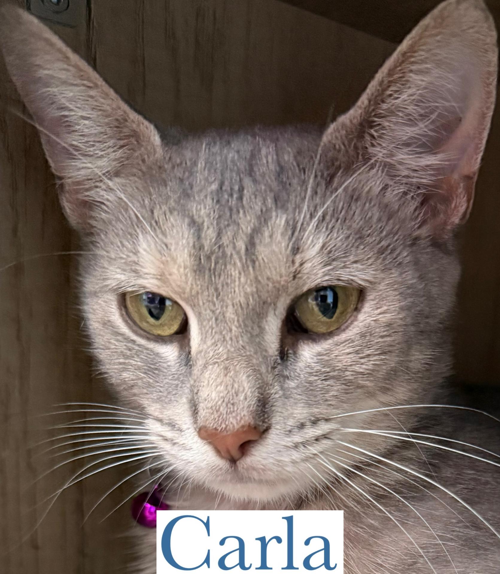 Enlarge Carla, a Adoptable Domestic Short Hair in Berkeley Springs, WV image 2/2