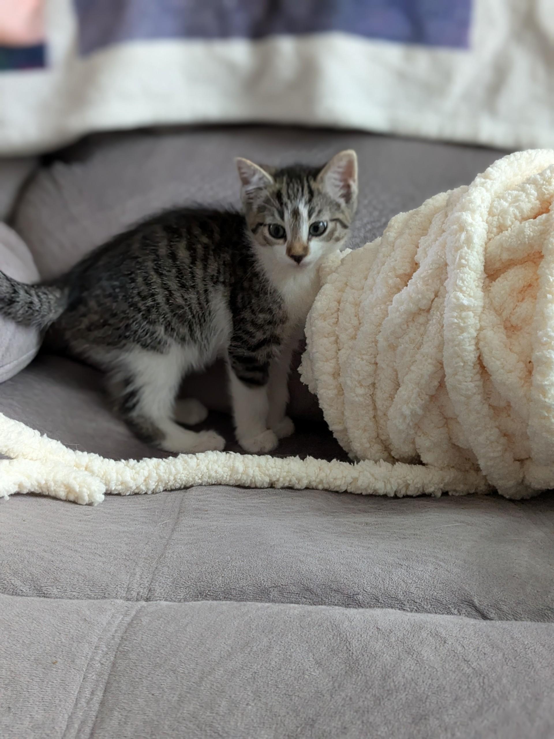 Cat for adoption Thumper, a Domestic Short Hair in Westfield, MA