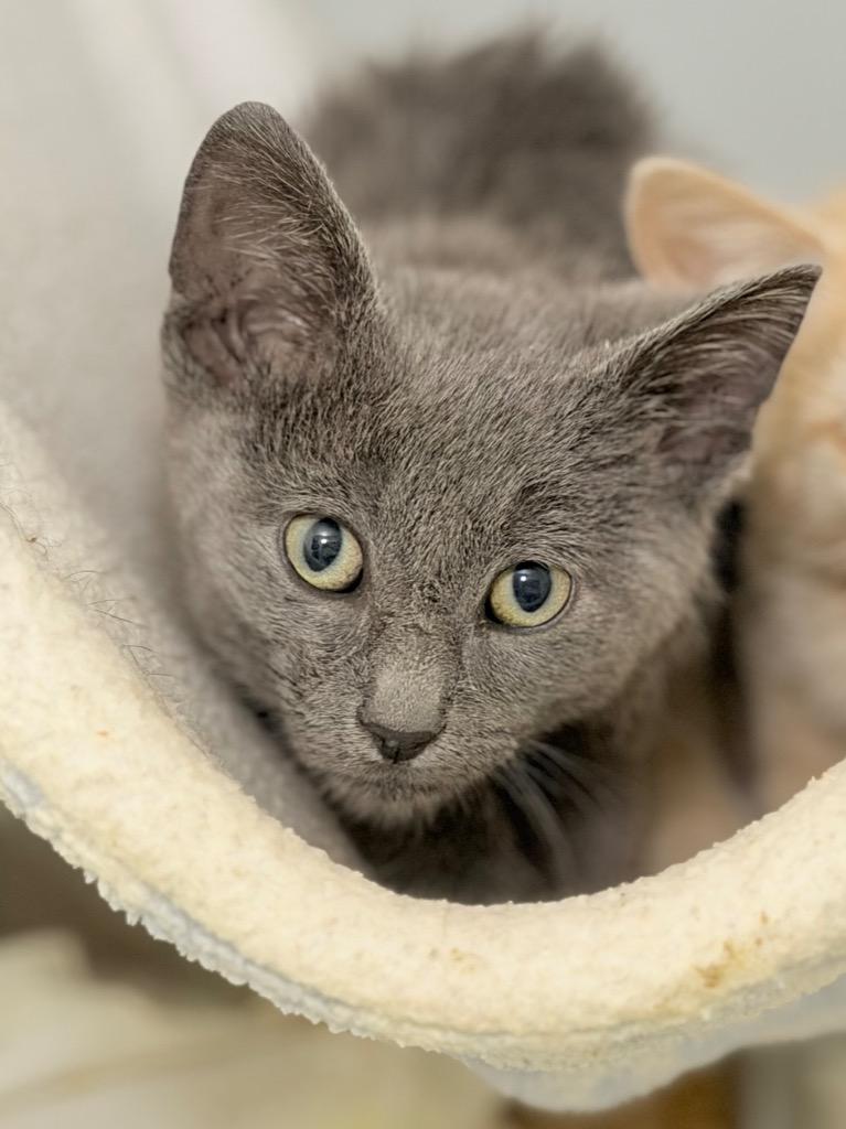 Registration, Adoptable, Kitten Male Domestic Short Hair.
