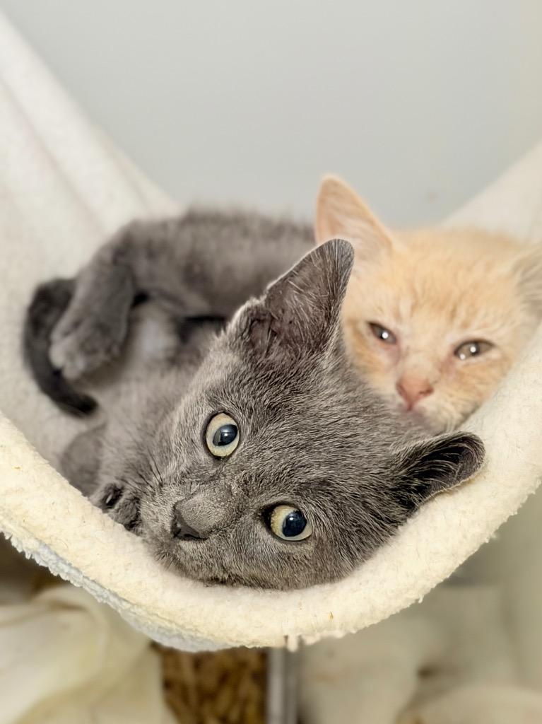 Enlarge Registration, a Adoptable mixed breed in Menomonie, WI image 2/3