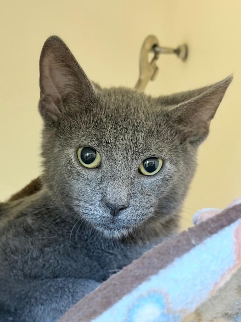 Enlarge Registration, a Adoptable mixed breed in Menomonie, WI image 3/3