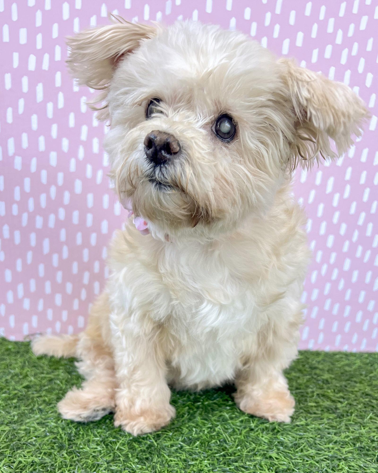 Betty, a Adoptable Maltese in Corona, CA image 1/3