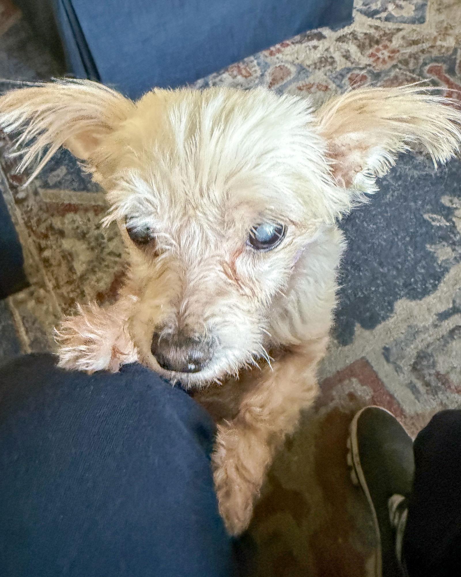 Betty, a Adoptable Maltese in Corona, CA image 2/3