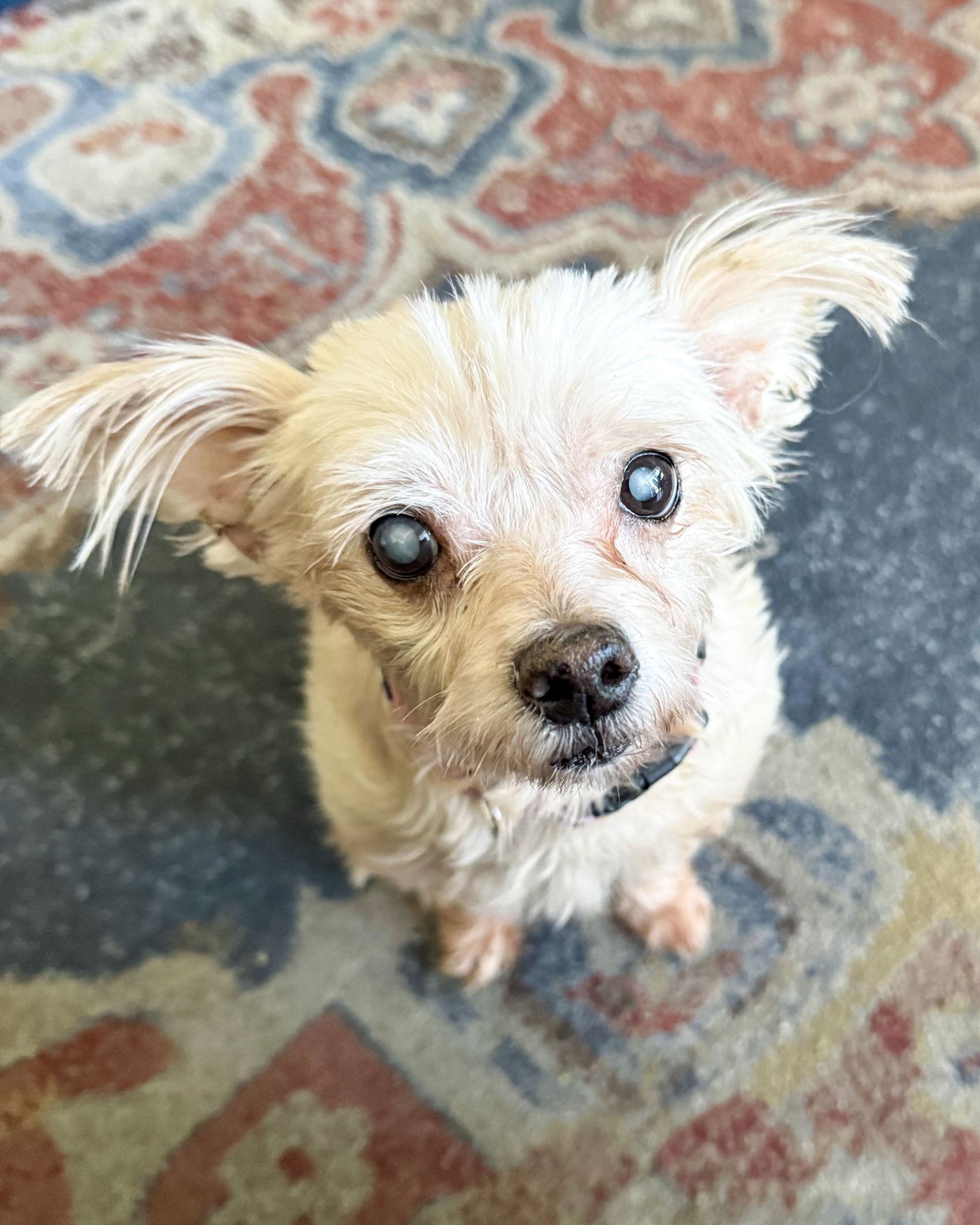 Betty, a Adoptable Maltese in Corona, CA image 3/3