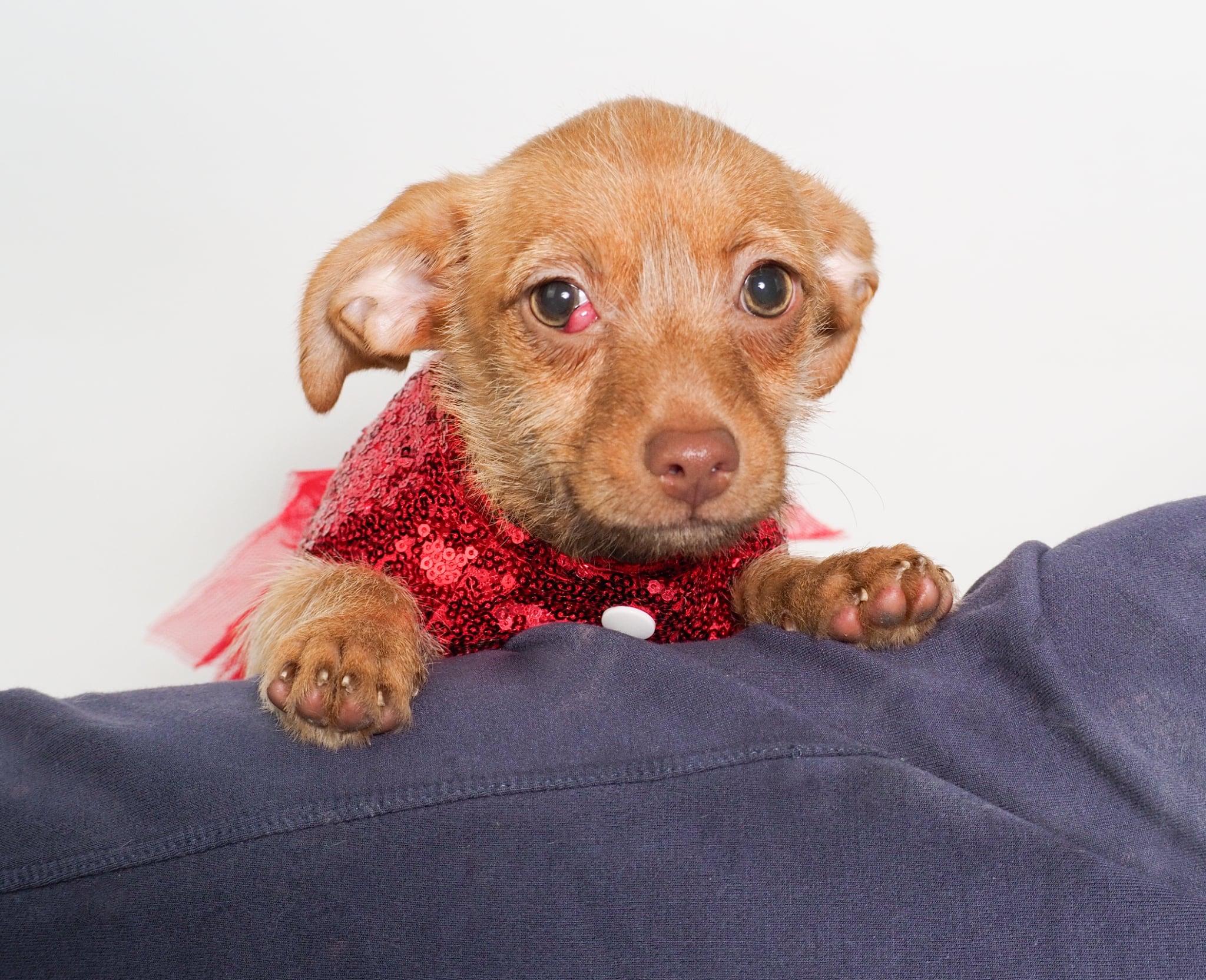 Enlarge Ruby, an adopted mixed breed in PHOENIX, AZ image 4/6