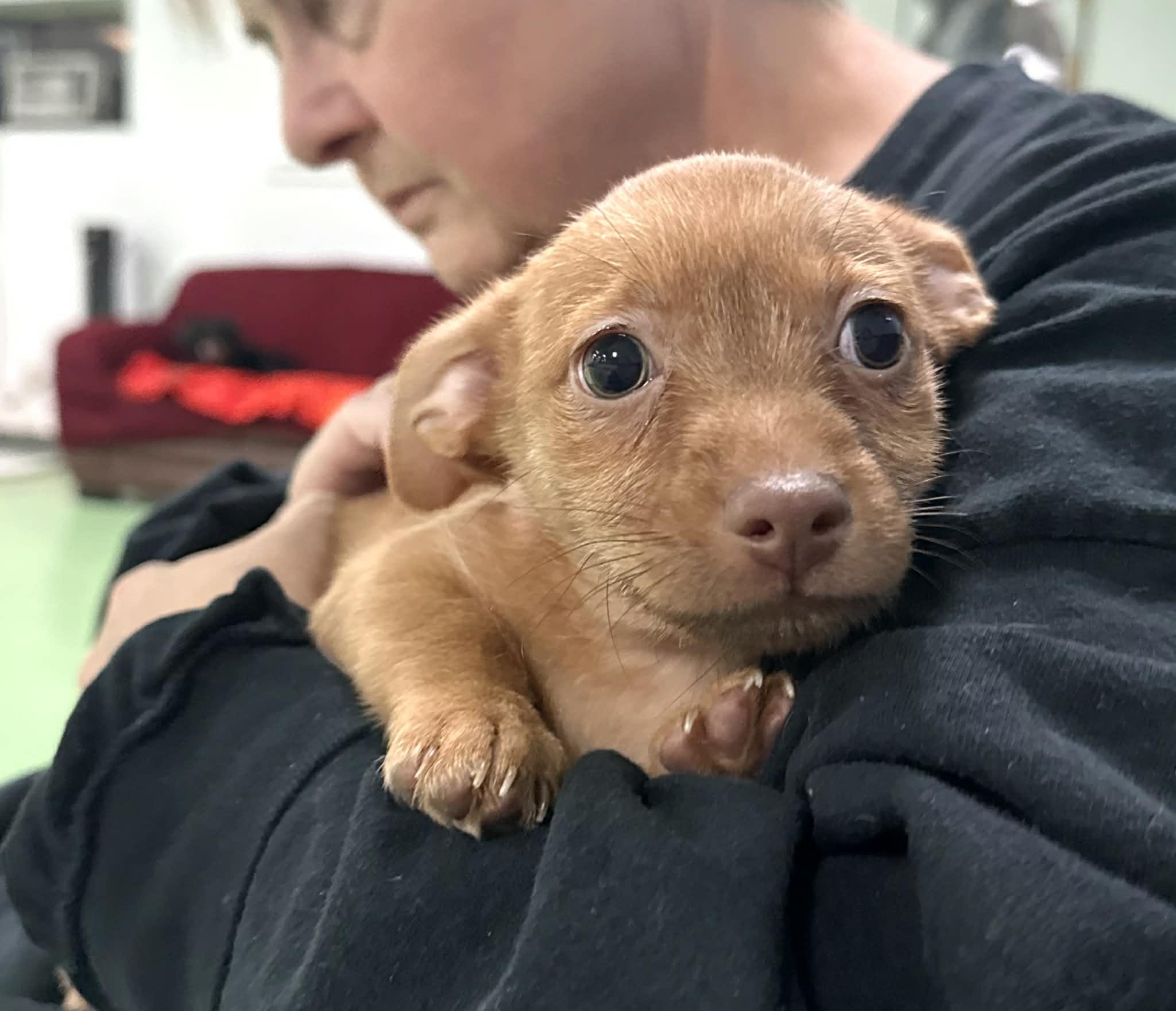 Enlarge Ruby, an adopted mixed breed in PHOENIX, AZ image 3/6