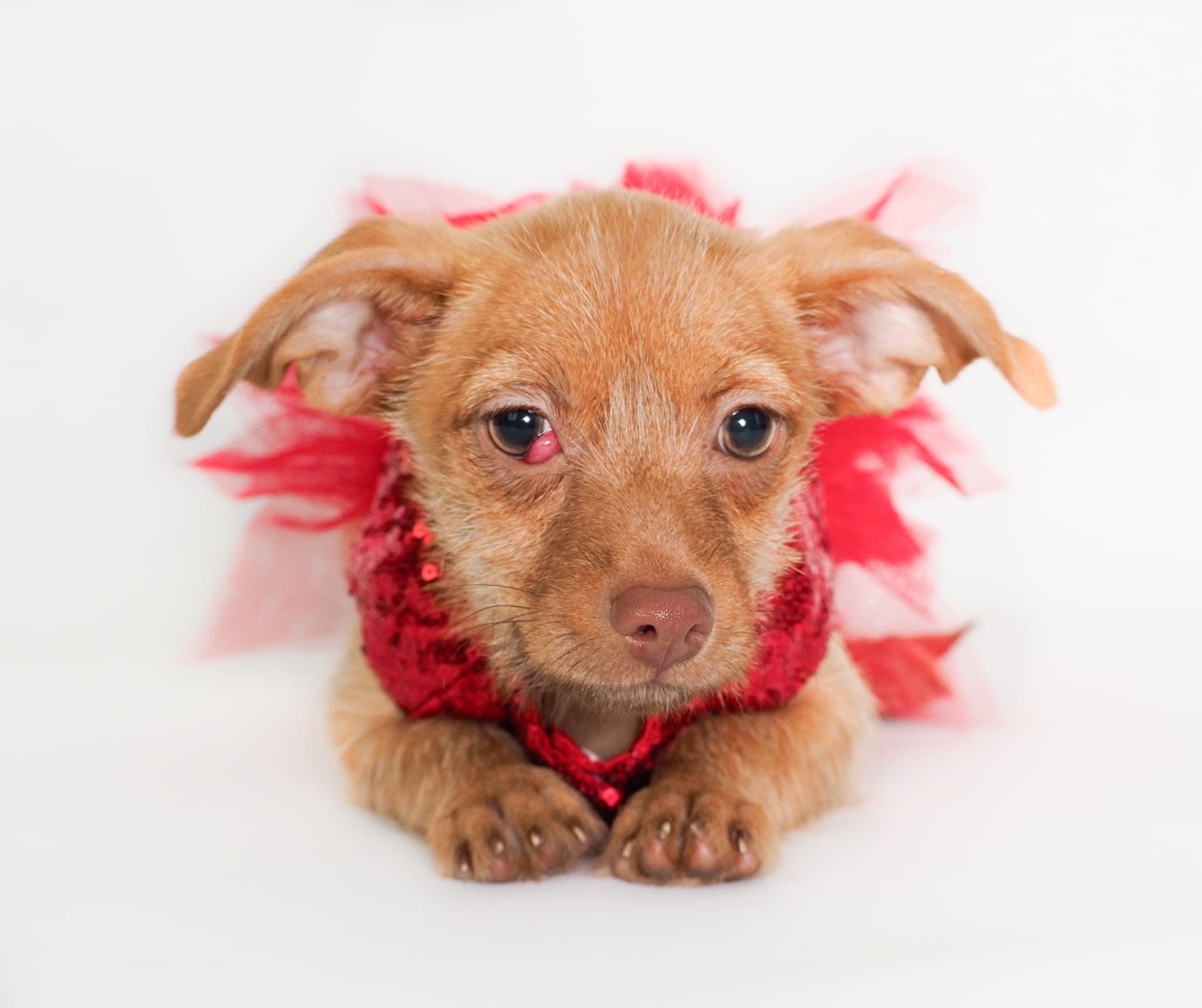 Ruby, adopted, Puppy Female Chihuahua & Terrier.