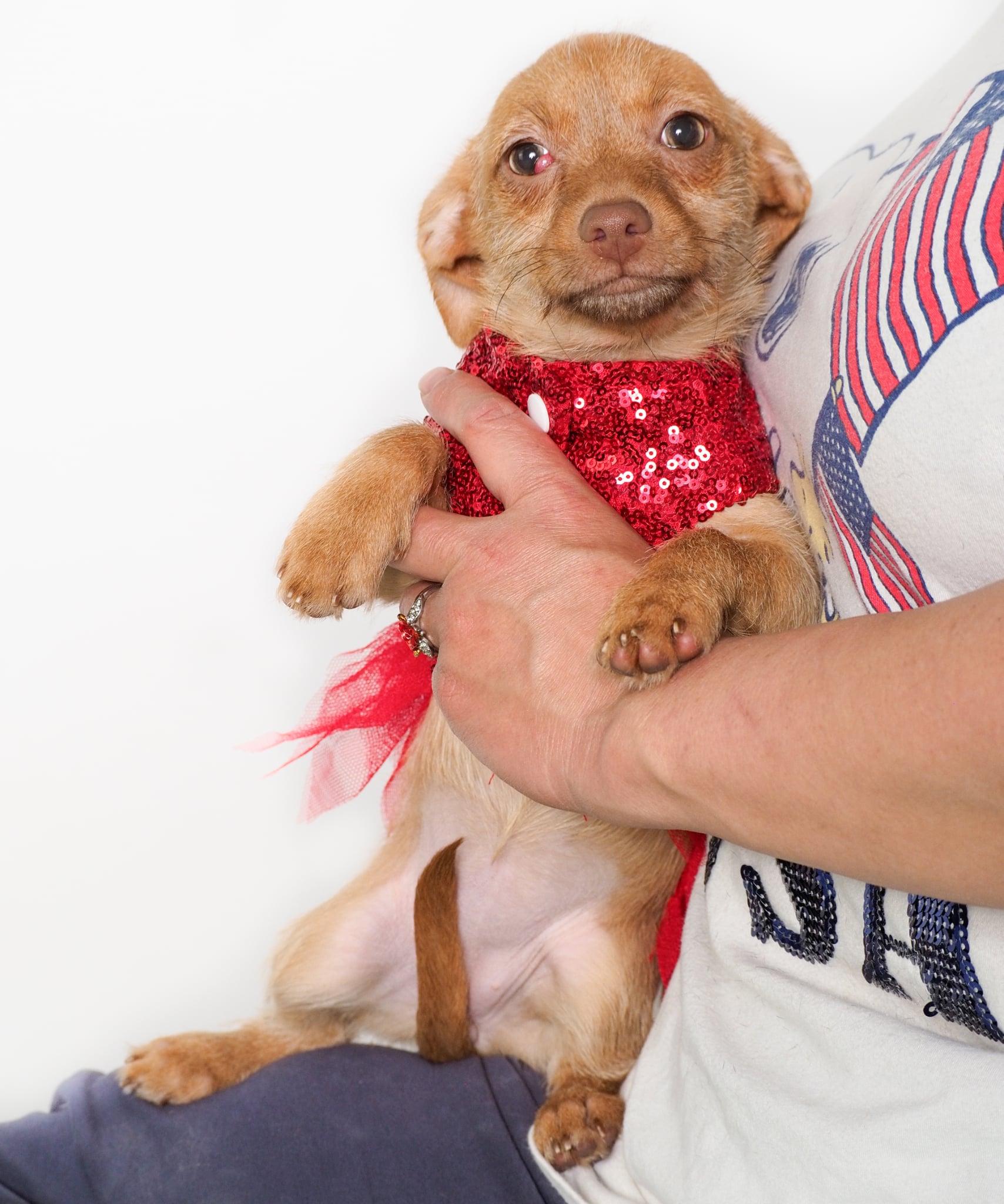 Enlarge Ruby, an adopted mixed breed in PHOENIX, AZ image 6/6