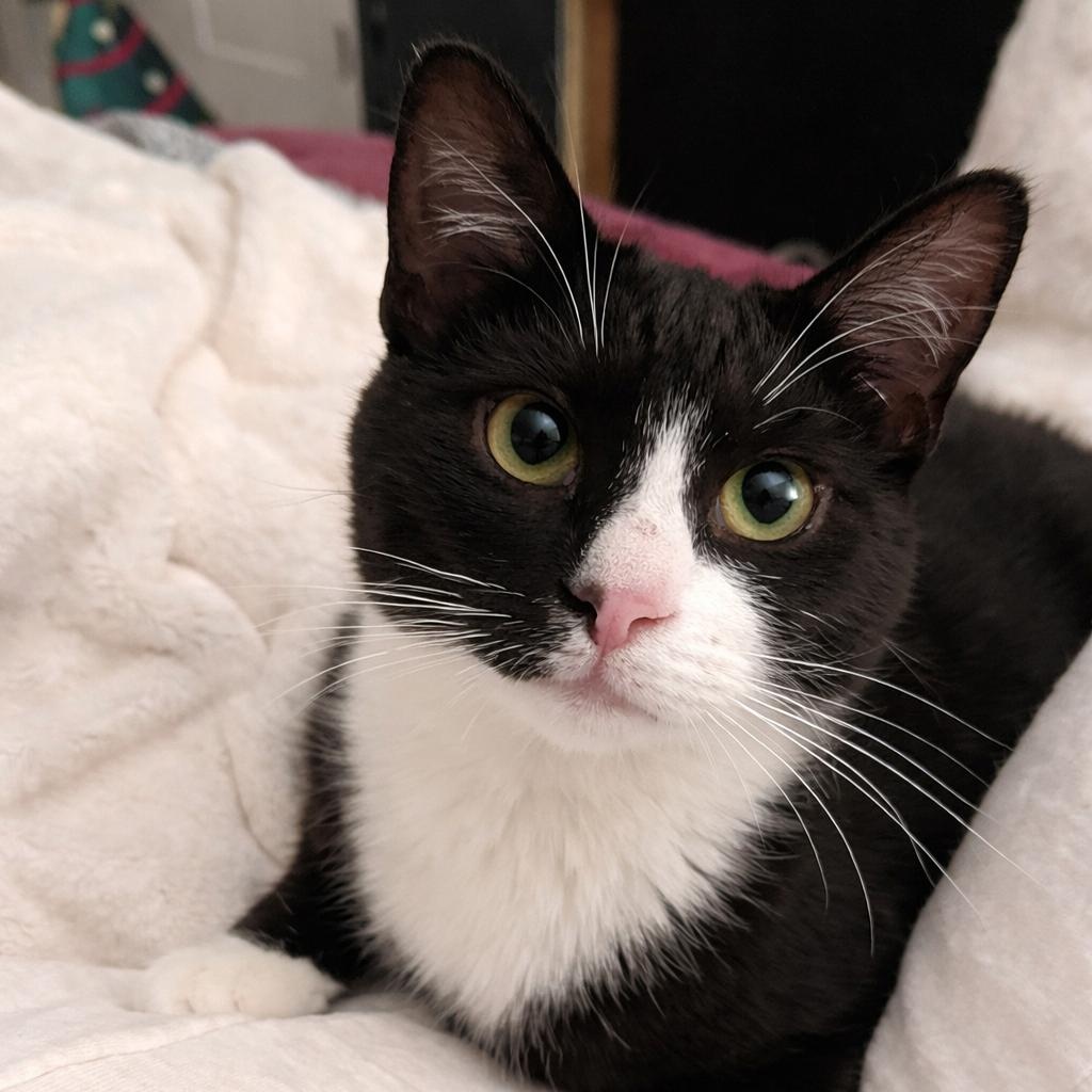 Buttjuice & Mast, a ADOPTABLE Domestic Short Hair in Philadelphia, PA image 3/3