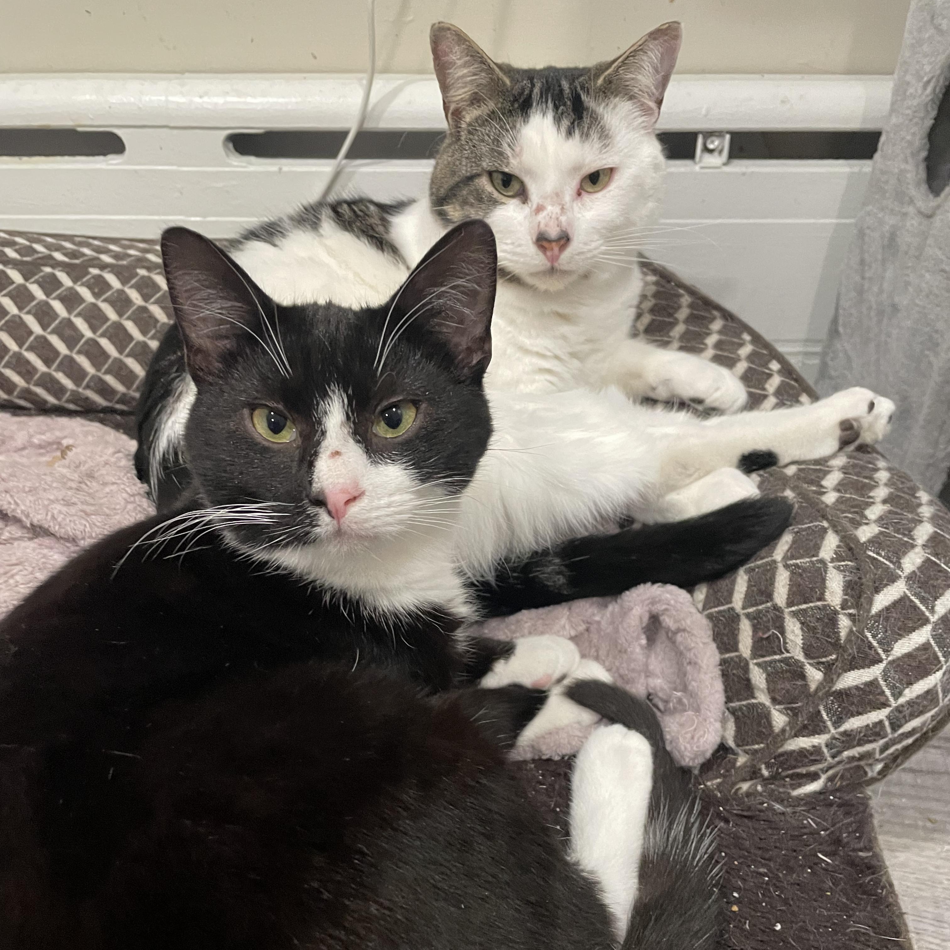 Buttjuice & Mast, ADOPTABLE, Young Male Domestic Short Hair.