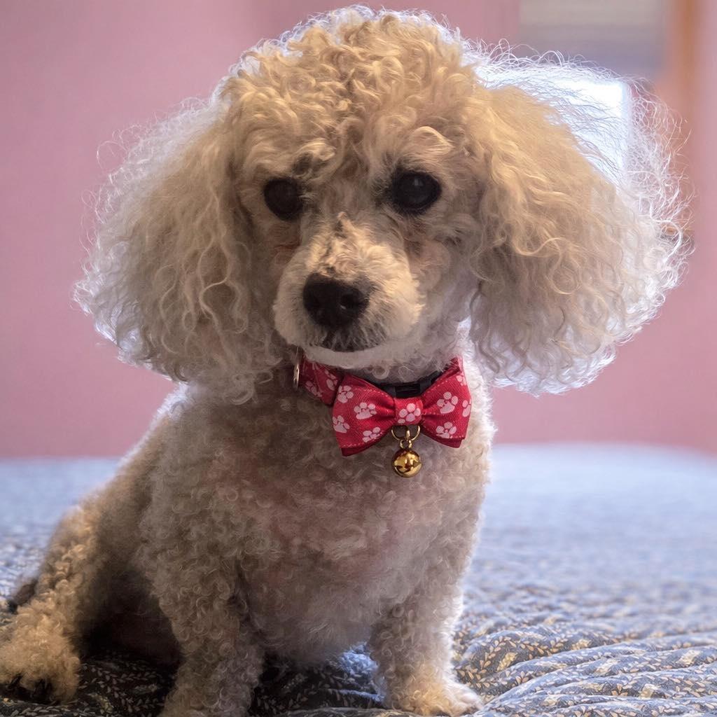Enlarge Dolly, a Adoptable Poodle in Hartland, WI image 4/5