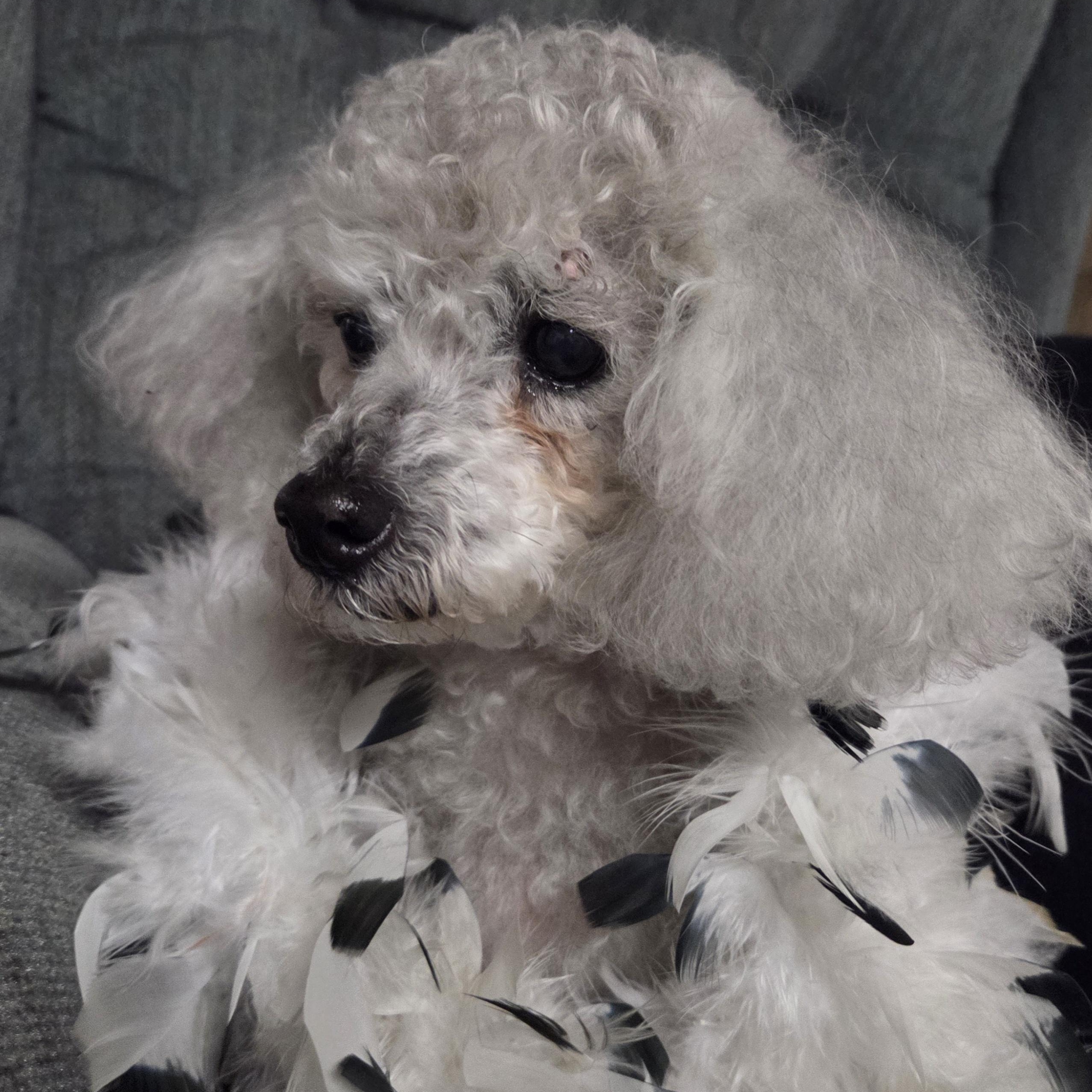 Enlarge Dolly, a Adoptable Poodle in Hartland, WI image 3/5