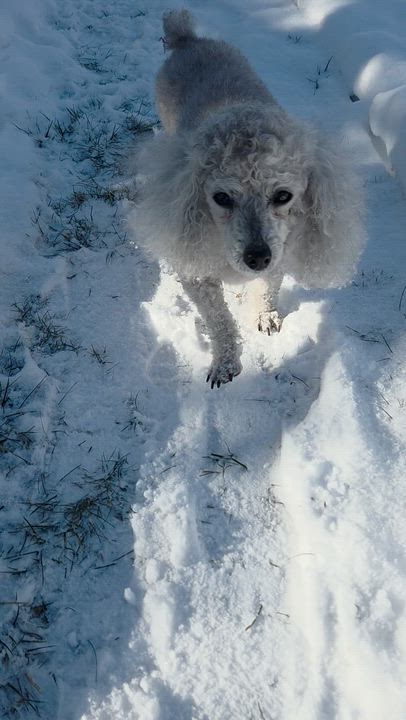 Enlarge Dolly, a Adoptable Poodle in Hartland, WI video 5/5