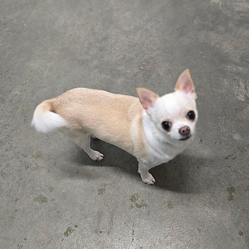 Ruby, Adoptable, Adult Female Chihuahua.