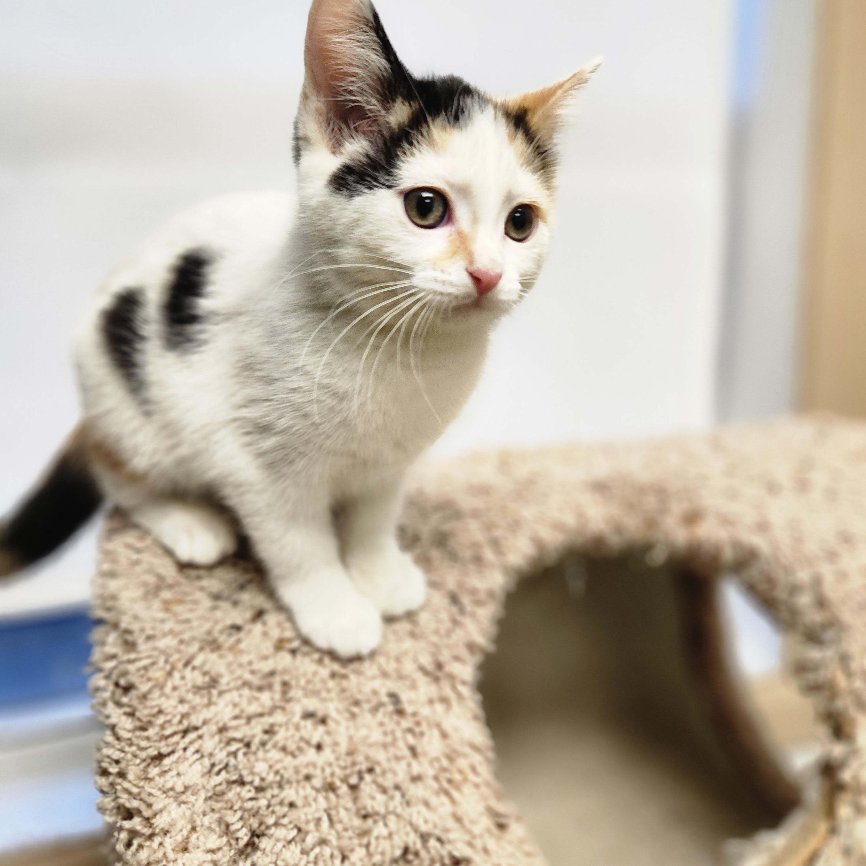 Enlarge Paris, a ADOPTABLE mixed breed in Waupun, WI image 3/4