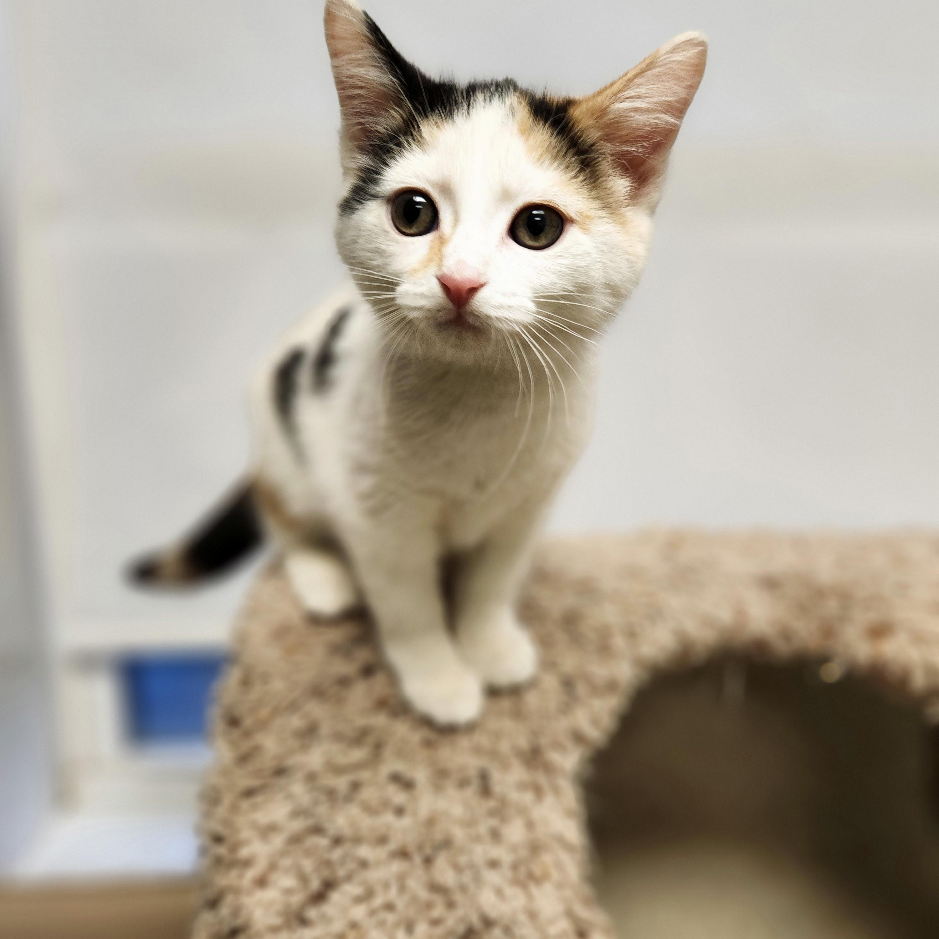 Paris, ADOPTABLE, Young Female Calico.