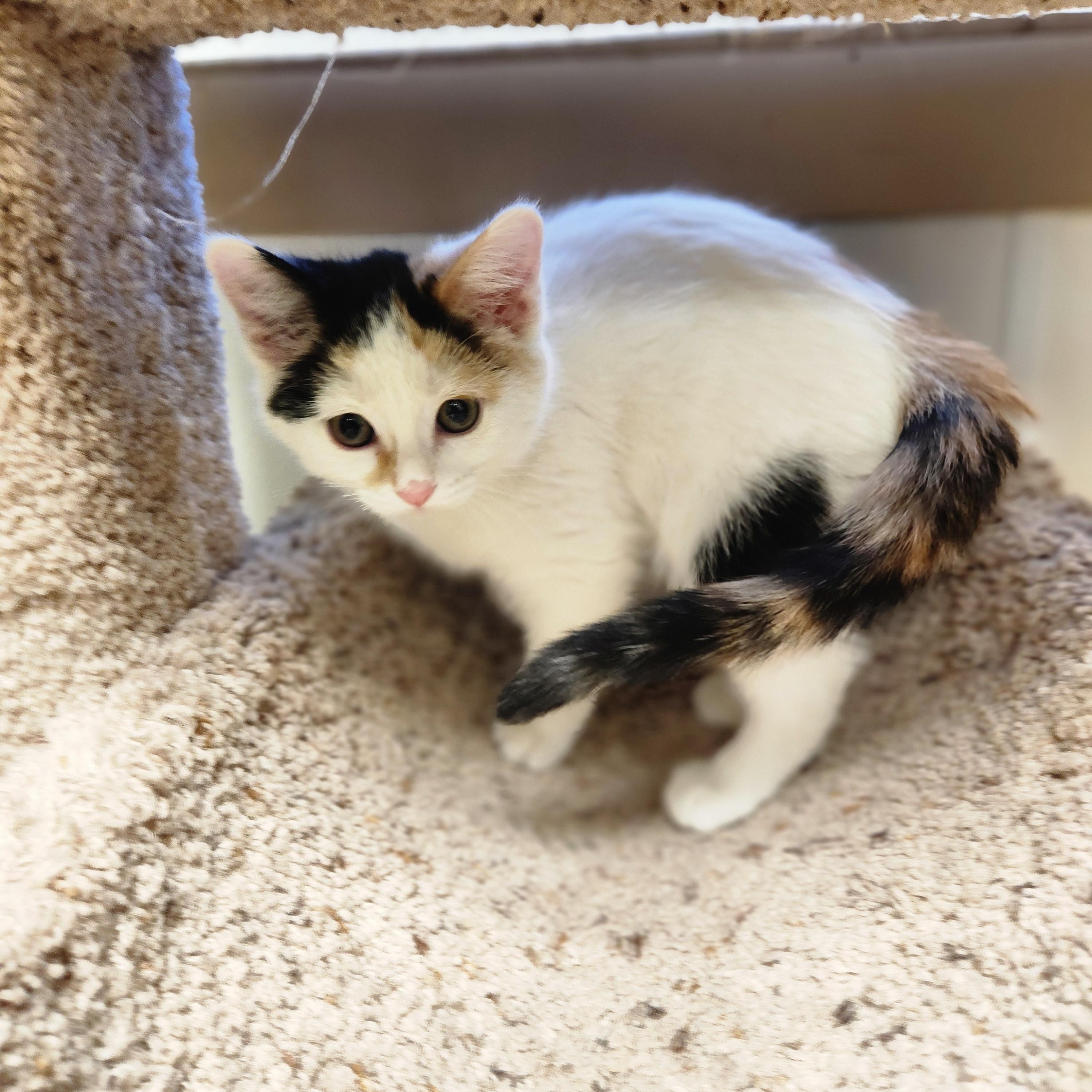 Enlarge Paris, a ADOPTABLE mixed breed in Waupun, WI image 4/4