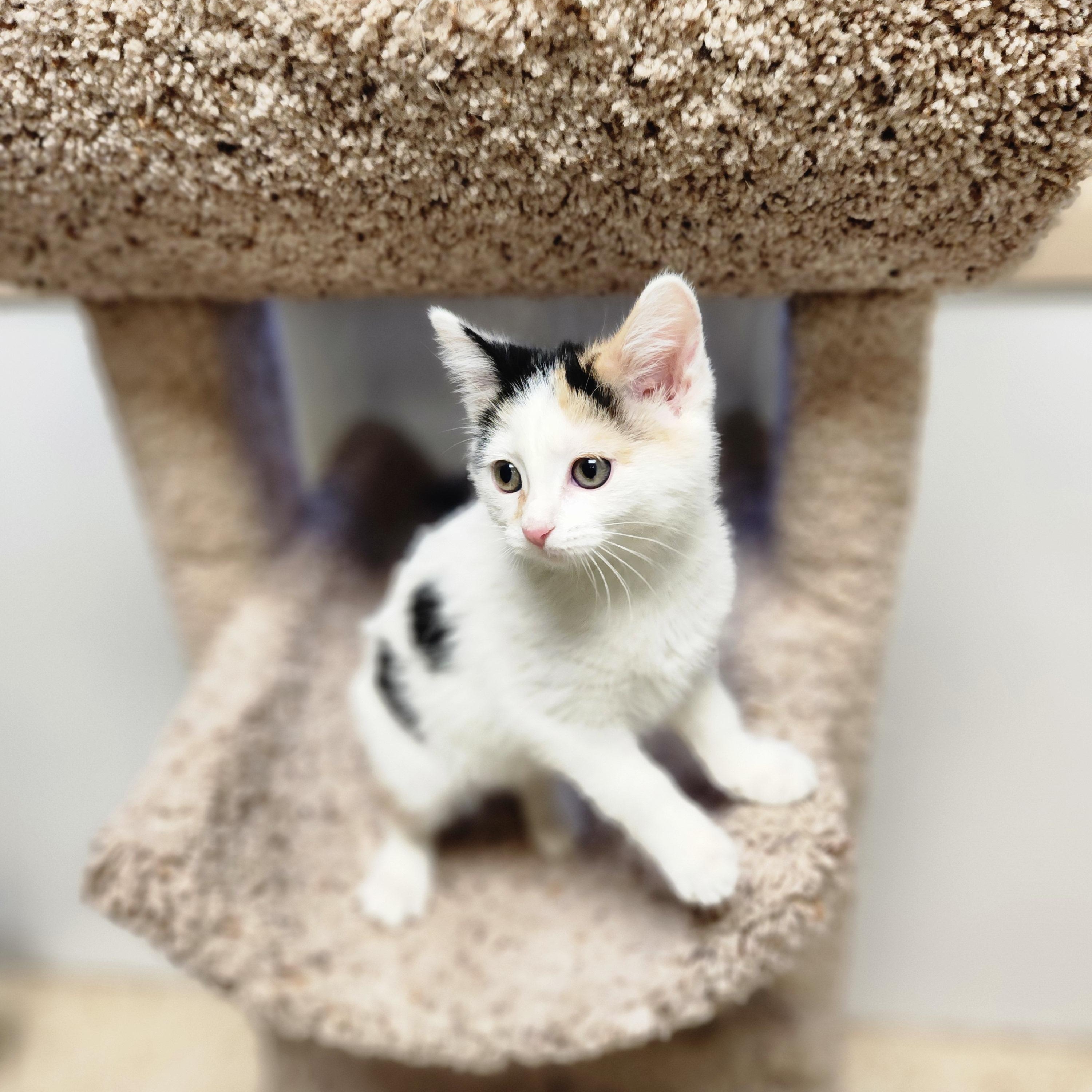 Enlarge Paris, a ADOPTABLE mixed breed in Waupun, WI image 2/4