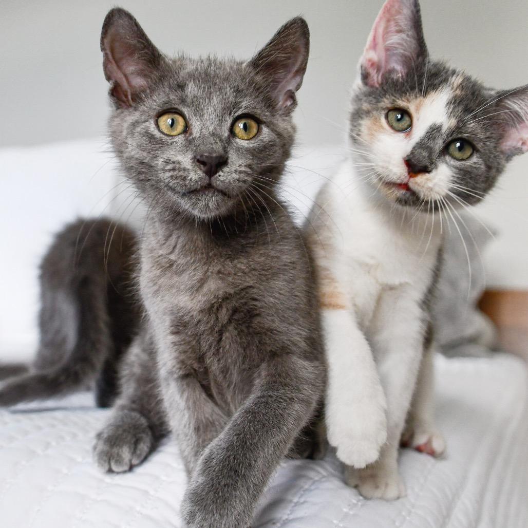 Ethan, Adoptable, Young Male Domestic Short Hair.