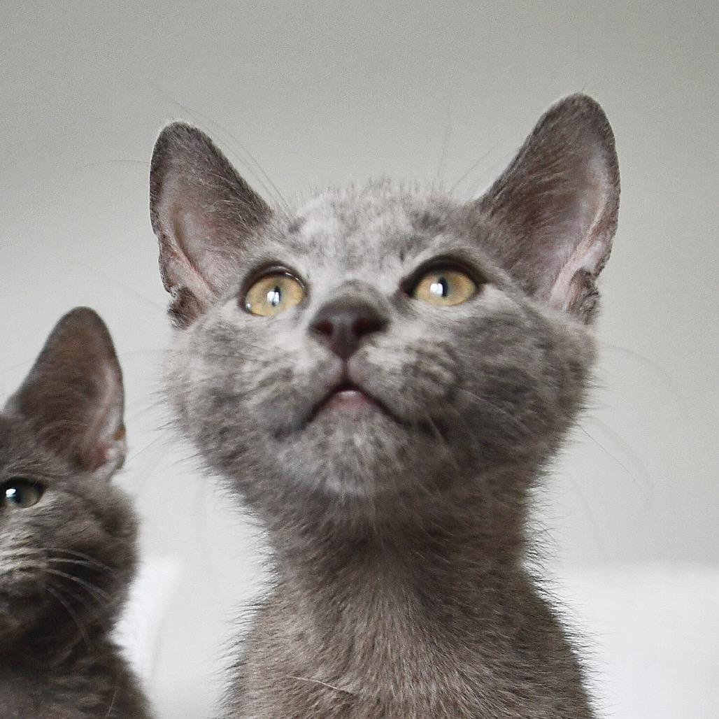 Enlarge Ethan, a Adoptable Domestic Short Hair in Lutz, FL image 2/5