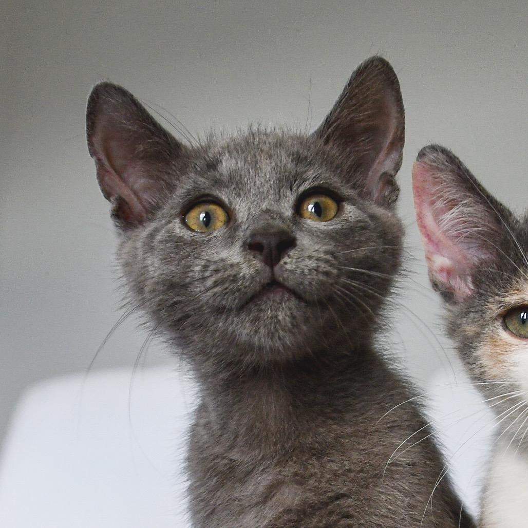 Enlarge Ethan, a Adoptable Domestic Short Hair in Lutz, FL image 3/5