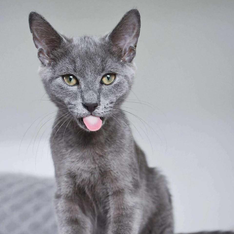 Enlarge Ethan, a Adoptable Domestic Short Hair in Lutz, FL image 4/5