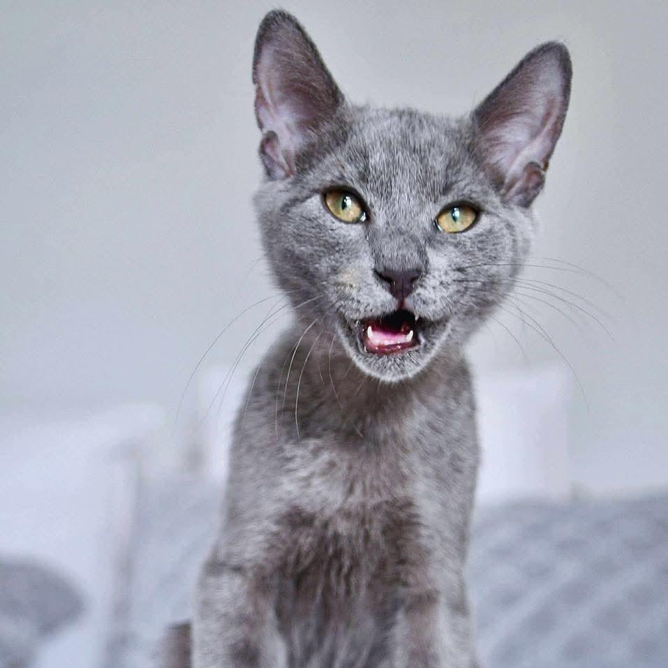 Enlarge Ethan, a Adoptable Domestic Short Hair in Lutz, FL image 5/5