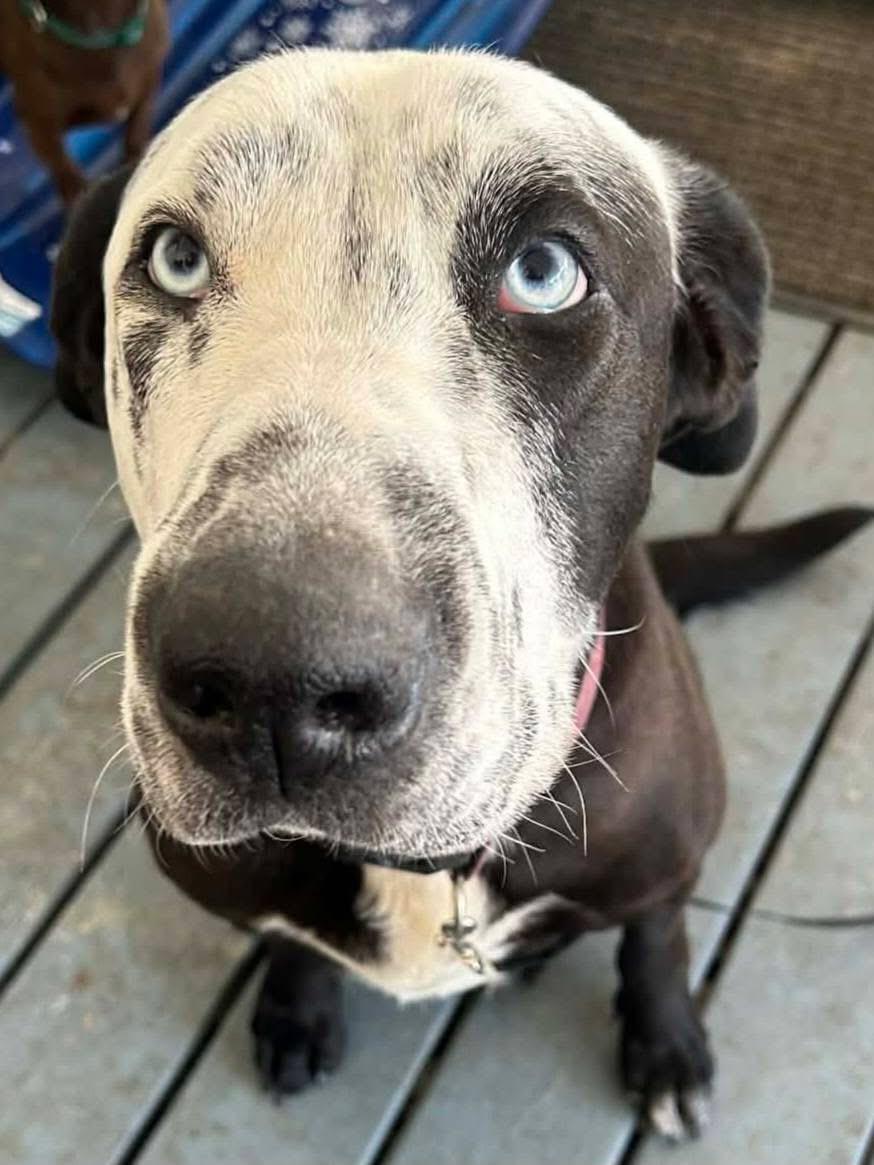 Celeste — thumbnail 3