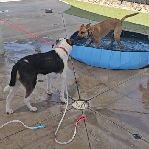 Enlarge Paul, a Adoptable mixed breed in Glendale, AZ image 1/5