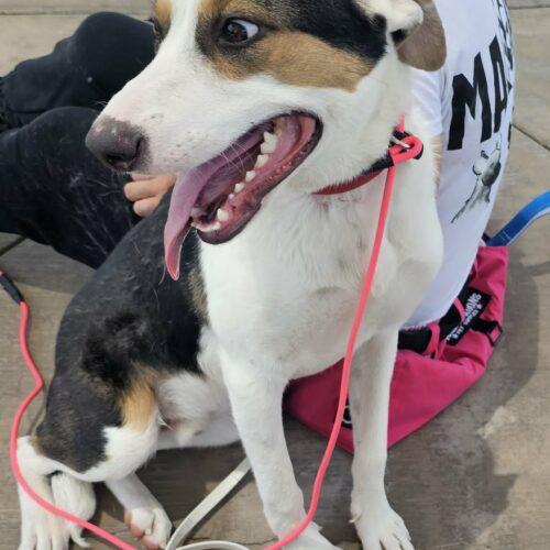 Enlarge Paul, a Adoptable mixed breed in Glendale, AZ image 2/5
