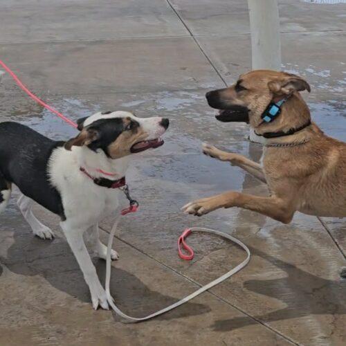 Enlarge Paul, a Adoptable mixed breed in Glendale, AZ image 3/5