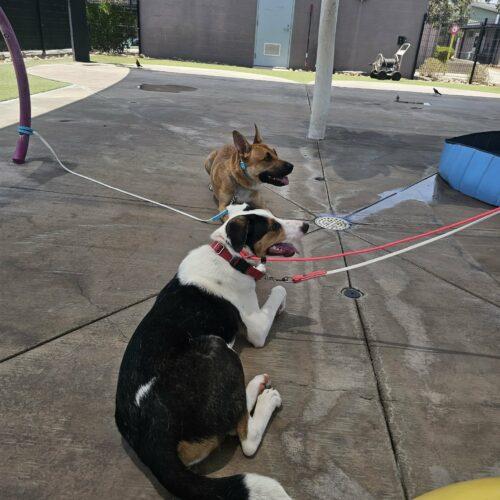 Enlarge Paul, a Adoptable mixed breed in Glendale, AZ image 4/5