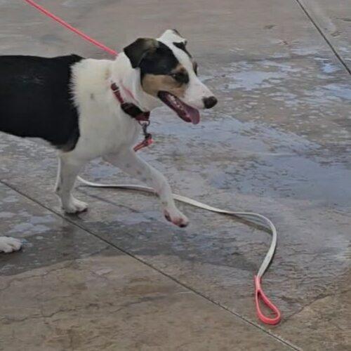 Enlarge Paul, a Adoptable mixed breed in Glendale, AZ image 5/5