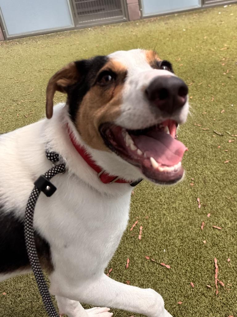 Paul, a Adoptable mixed breed in Glendale, AZ image 6/6