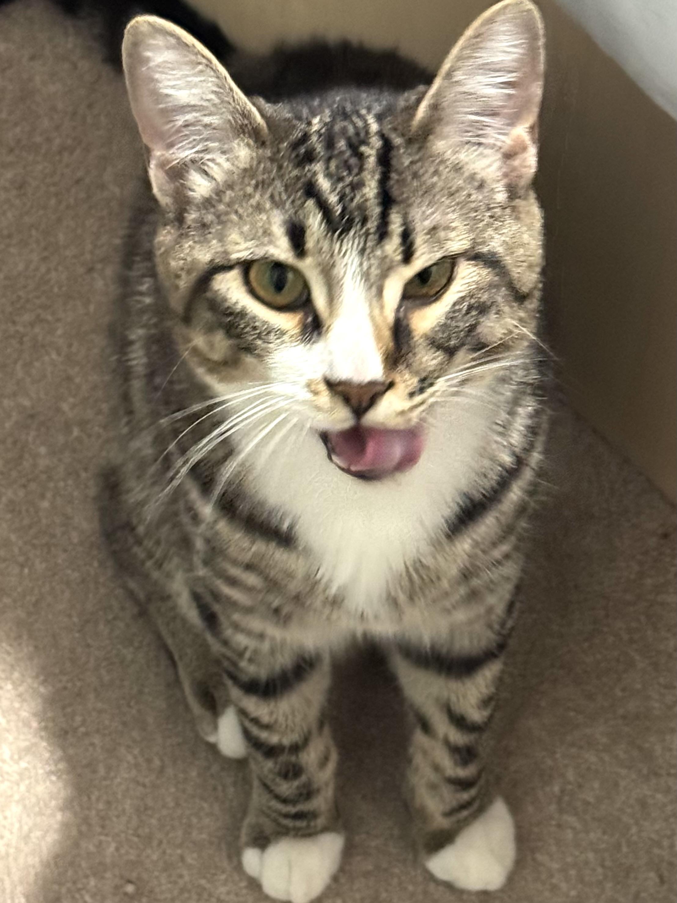 Enlarge Treacle, an adopted Domestic Short Hair in Redmond, WA image 1/3