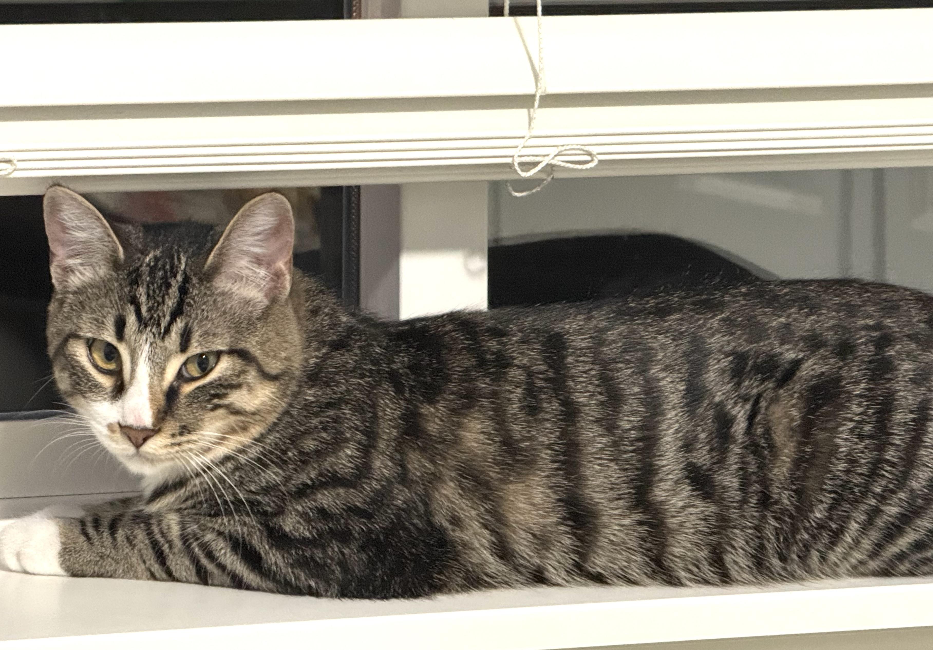 Enlarge Treacle, an adopted Domestic Short Hair in Redmond, WA image 2/3