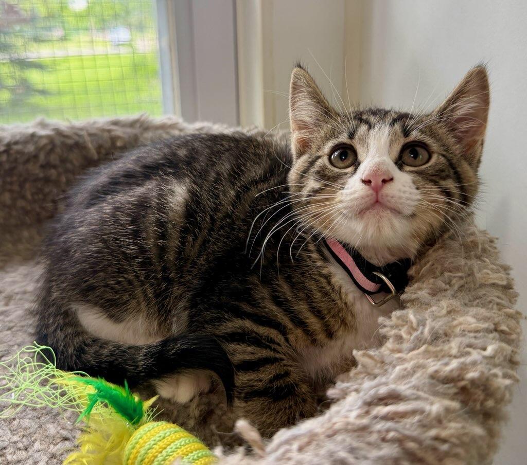 Captain, a ADOPTABLE Domestic Short Hair in Ashland, OH image 4/4